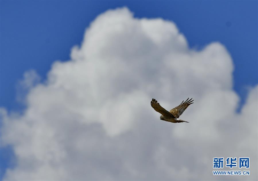 （美丽中国）（4）初春拉鲁湿地