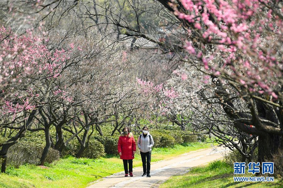 （环境）（2）南京：梅花绽放春意浓