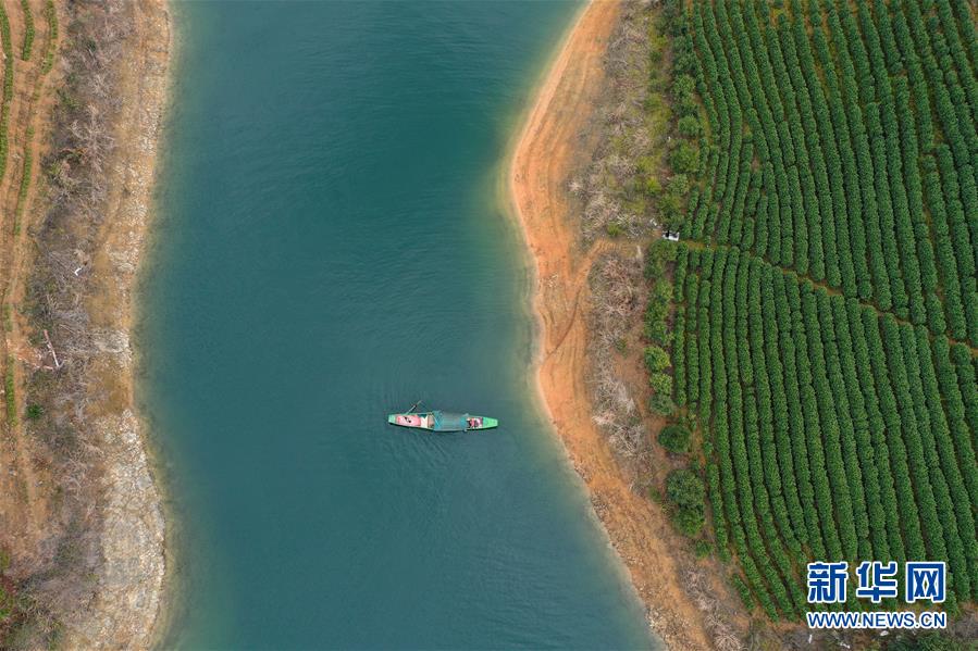 （春季美丽生态）（4）湖上茶园