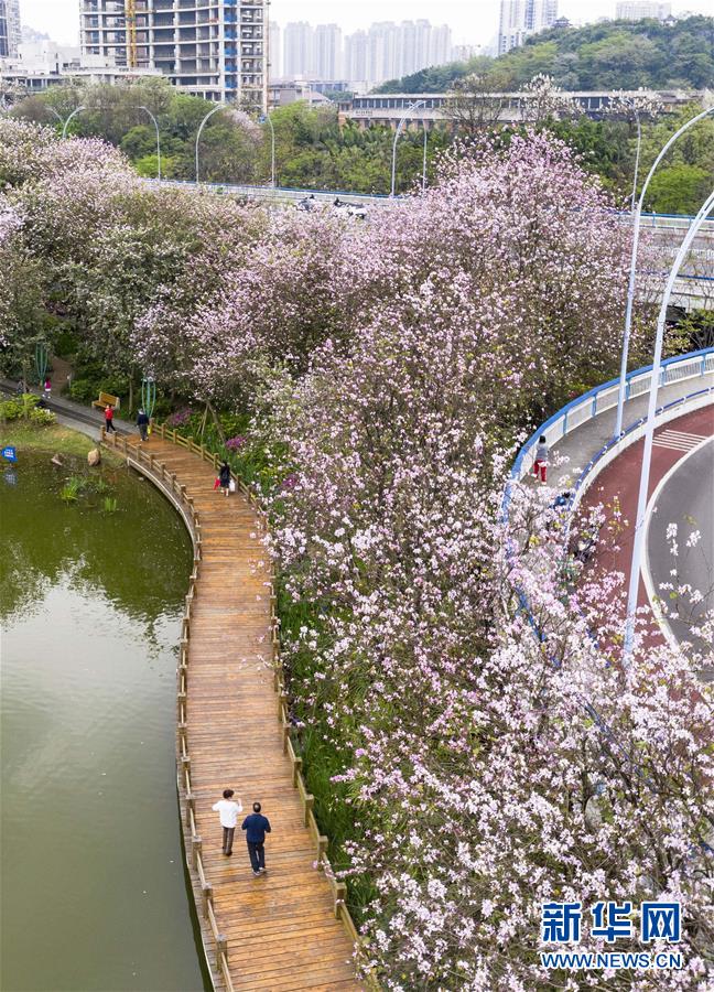 （春季美丽生态）（3）广西柳州：洋紫荆盛开 城市成花海