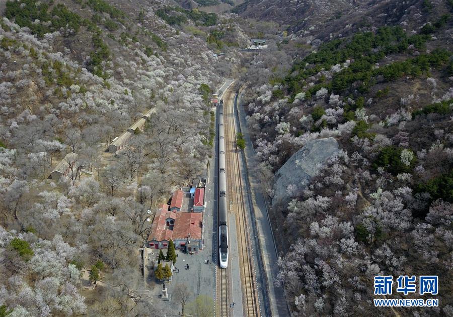 （社会）（2）北京：百年火车站旁春花开