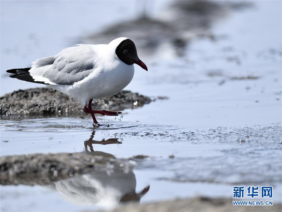 （环境）（2）鸥翔青海湖