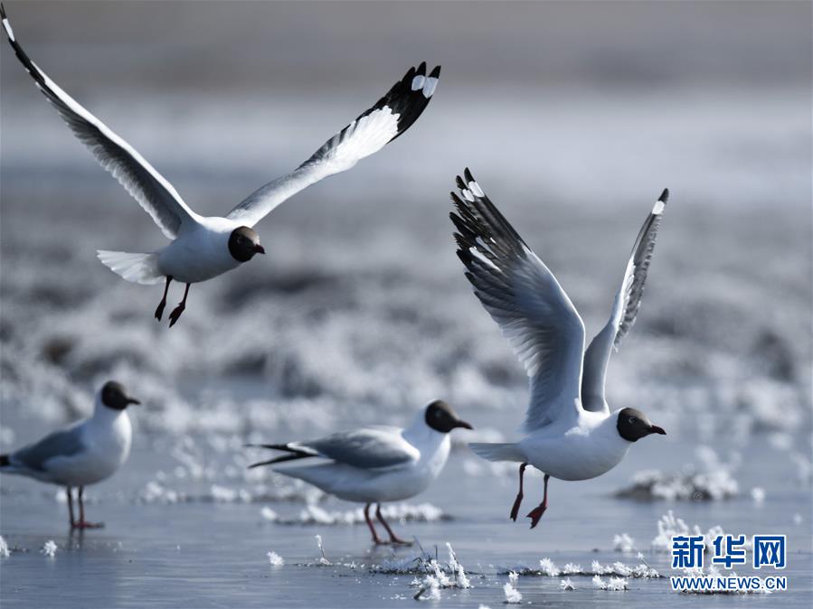 （环境）（3）鸥翔青海湖