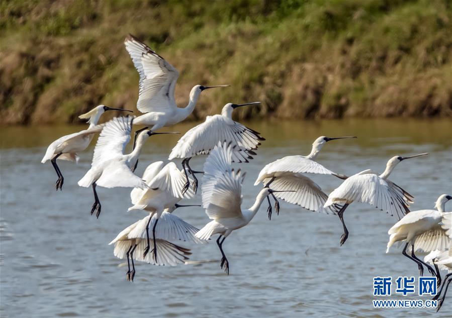 （美丽中国）（2）黑脸琵鹭“长驻”闽江口湿地